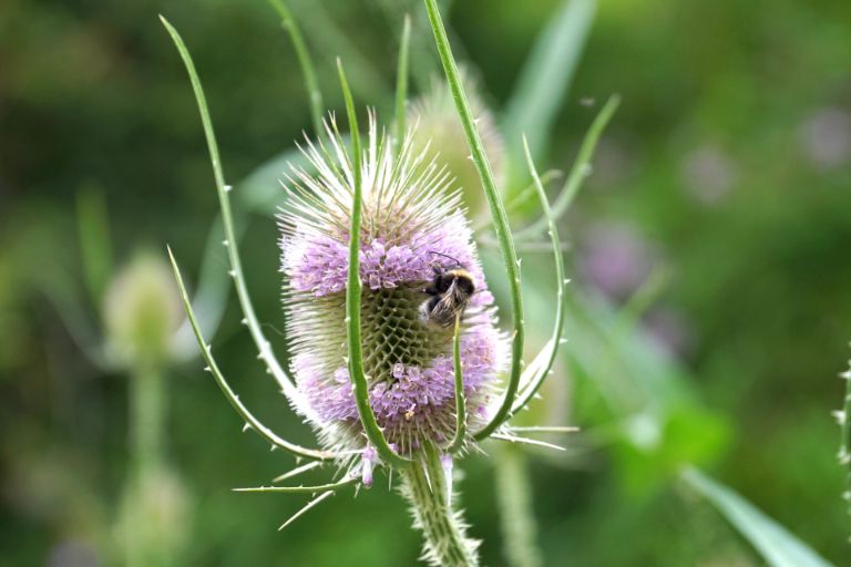 Wild teasel (Dipsacus fullonum) on a walk directly from the park at our cottage