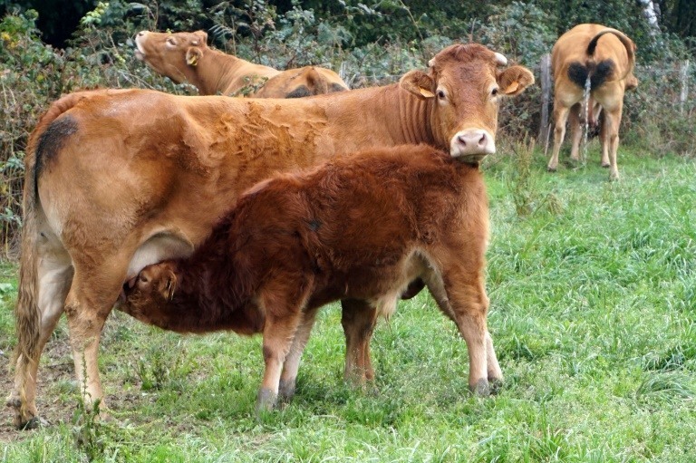 Cow drinking from its mother at Baneheide