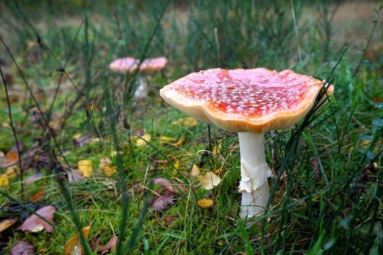 A fly agaric in the fall during our stay in Limburg