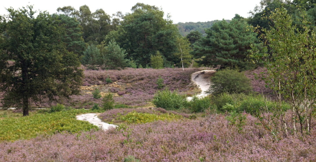 Brunssummerheide 15 km vom Bungalowpark entfernt