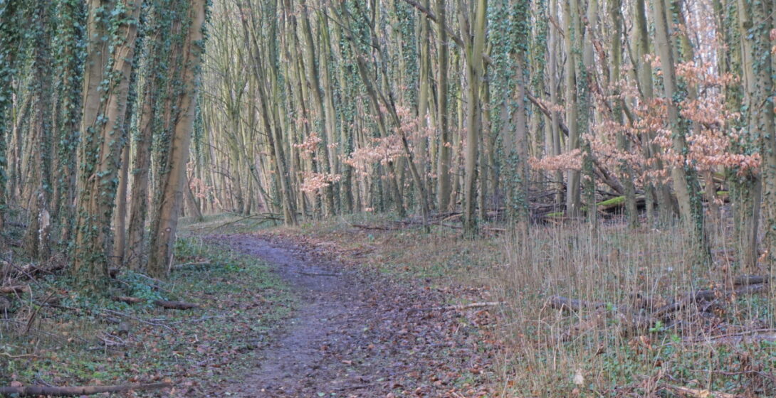 Walk in the Kolomonderbosch with the adjoining abbey Sint Benedictusberg