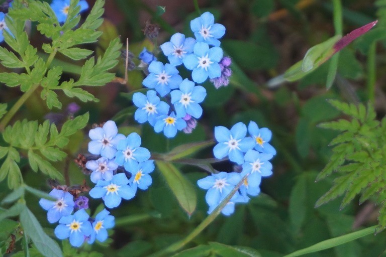 Myosotis lors d'une promenade depuis notre maison de vacances à Groenpark Simpelveld dans le sud du Limbourg Heuvelland.